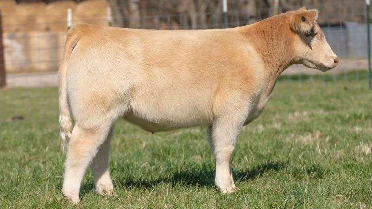TAG 131 STEER
