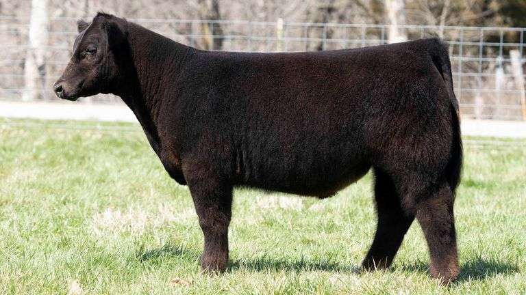 TAG 142 STEER