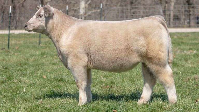 TAG 144 STEER