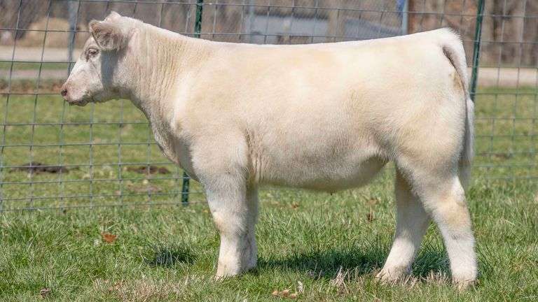 TAG 146 STEER