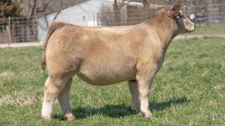 TAG 145 STEER