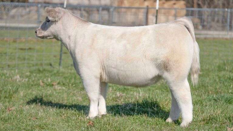 TAG 133 STEER