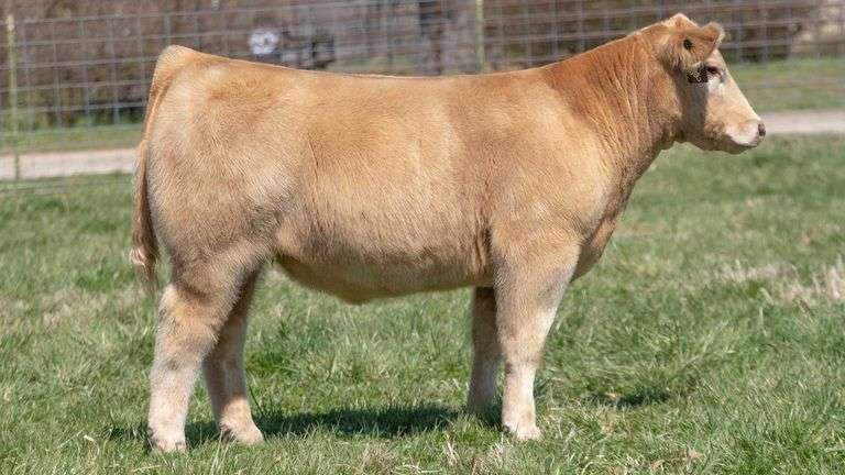 TAG 147 STEER