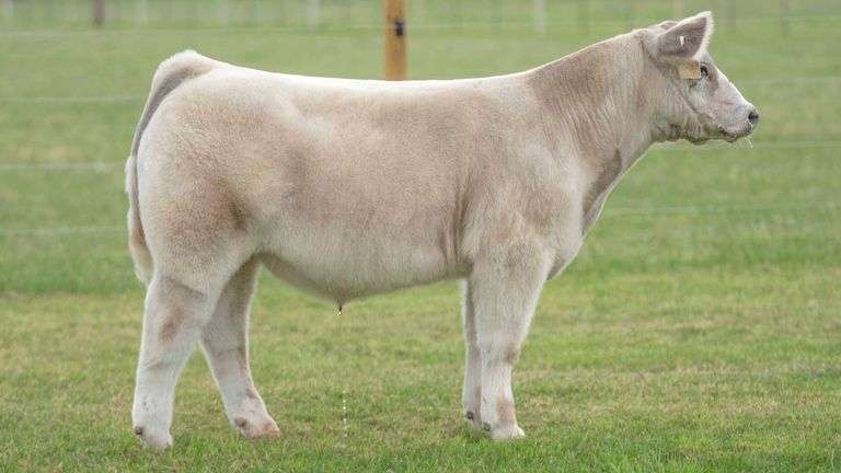 TAG R231 STEER