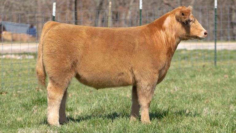 TAG 139 STEER