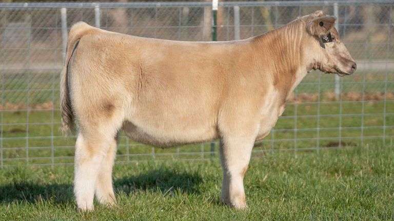 TAG 148 STEER