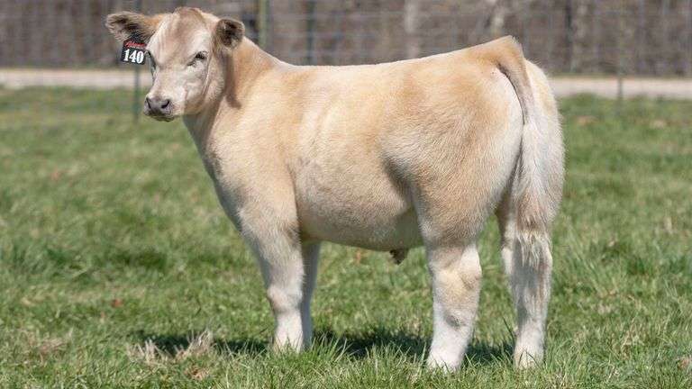 TAG 140 STEER
