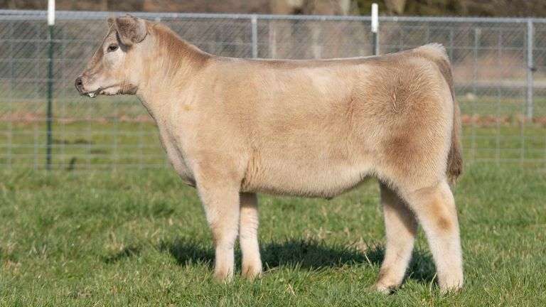 TAG 149 STEER