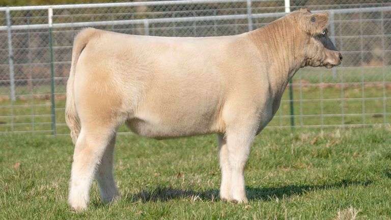 TAG 130 STEER