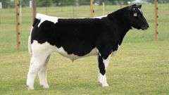 TAG R54 STEER