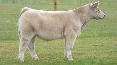 TAG R231 STEER
