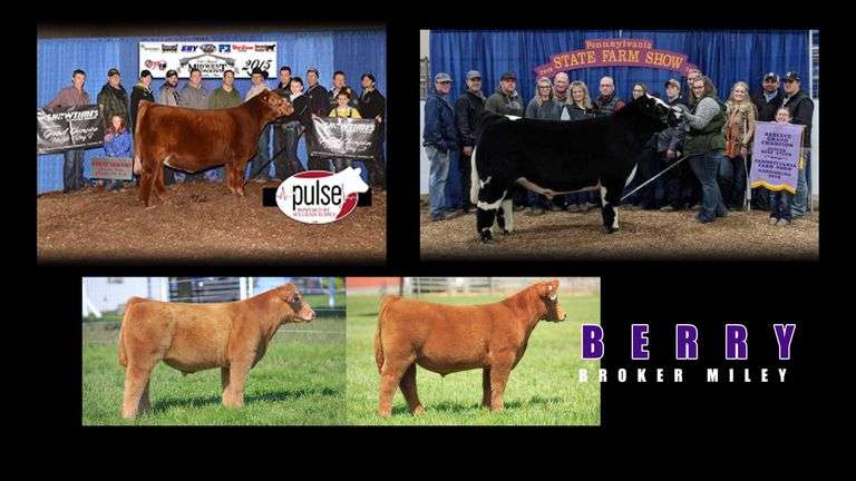 FMC X BERRY EMBRYOS