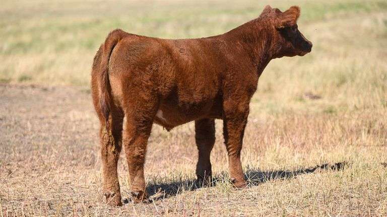 LOT 69 STEER