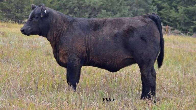 TAG 20 HEIFER