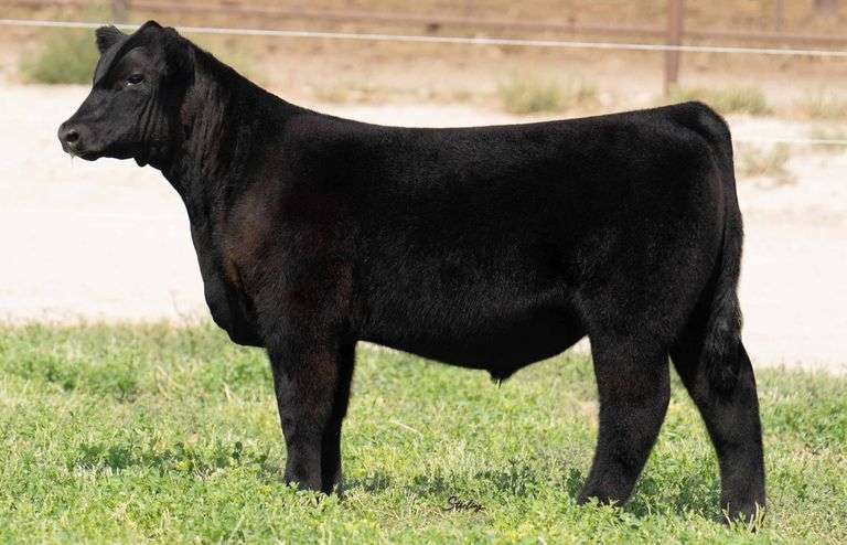 TAG 949 STEER