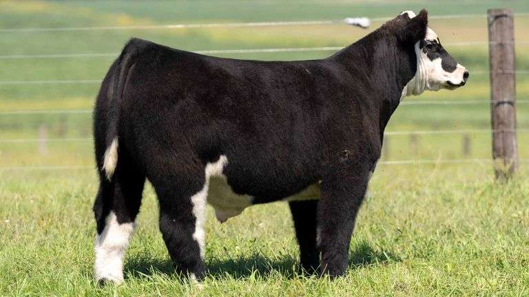 TAG 704 STEER