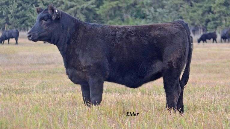 TAG 64 HEIFER
