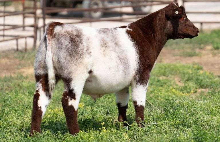 TAG E702 STEER