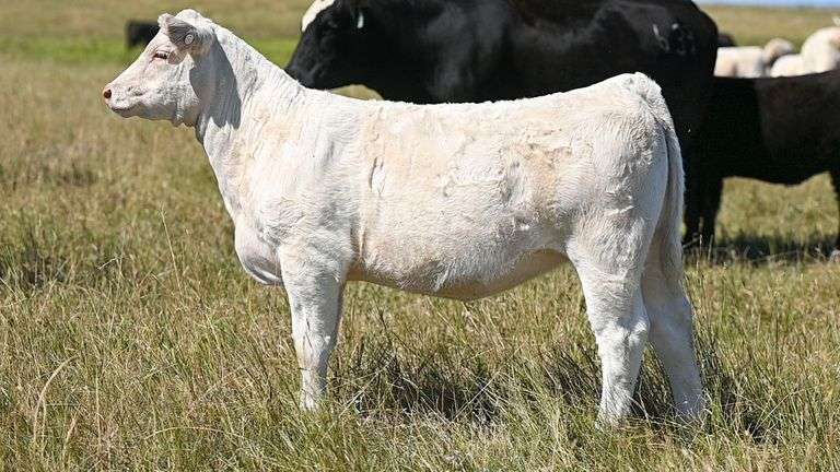 LOT 20 HEIFER