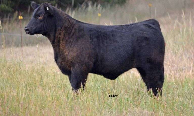 TAG 43 STEER