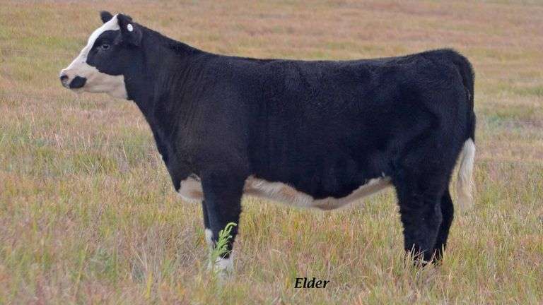 TAG 15 HEIFER