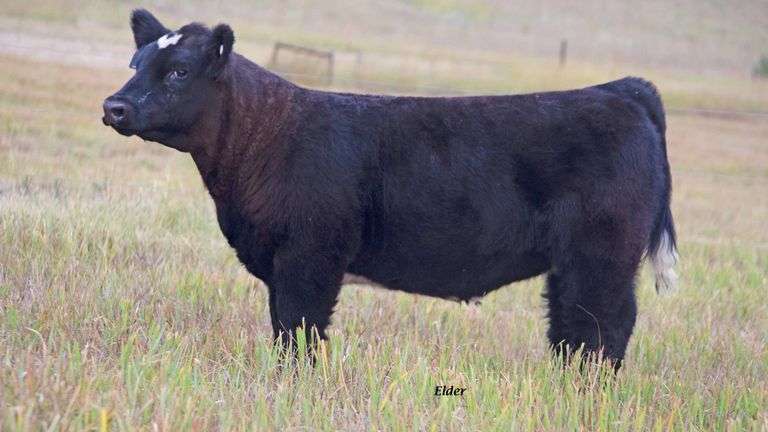 TAG 62 HEIFER