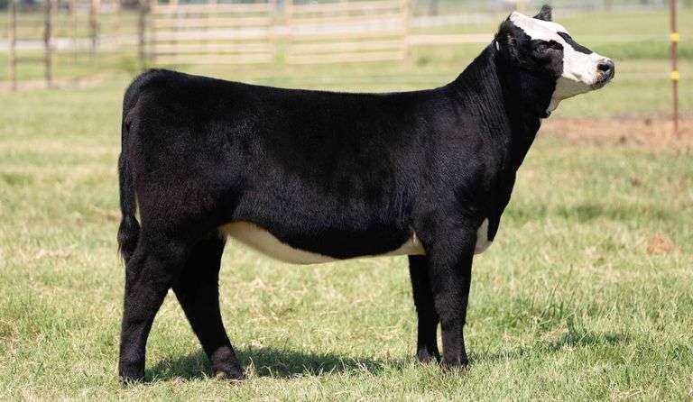 TAG 50 HEIFER
