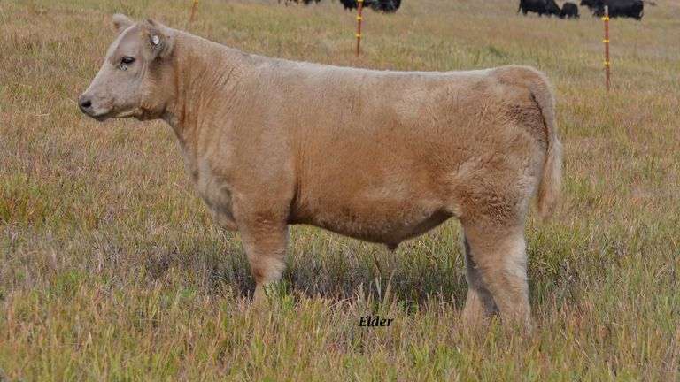 TAG 36 STEER