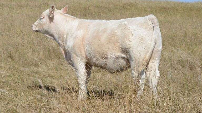 LOT 17 HEIFER