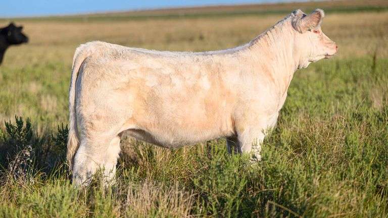 LOT 22 HEIFER