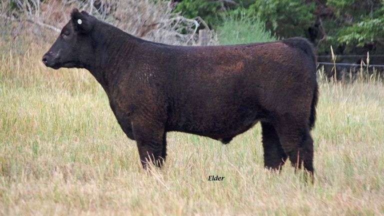 TAG 42 STEER