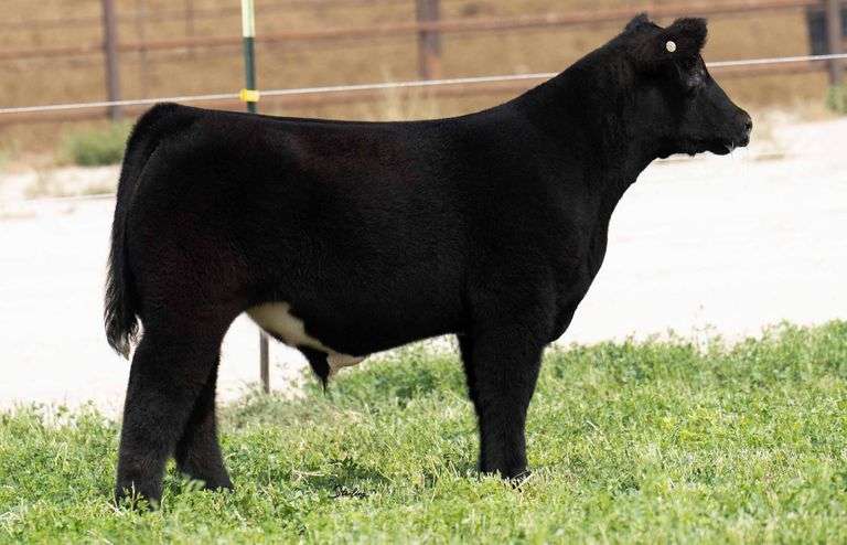 TAG 013R STEER
