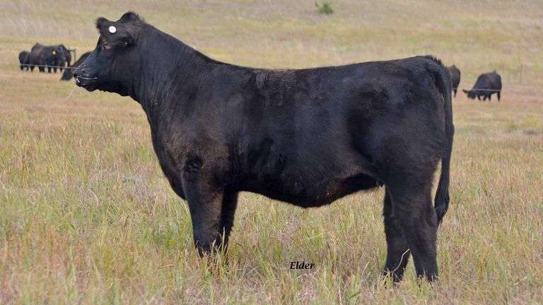 TAG 33 HEIFER
