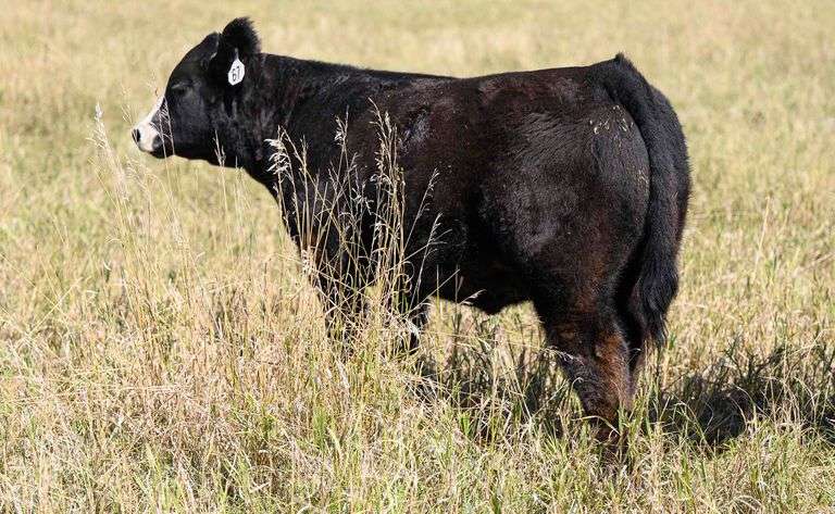 LOT 67 STEER