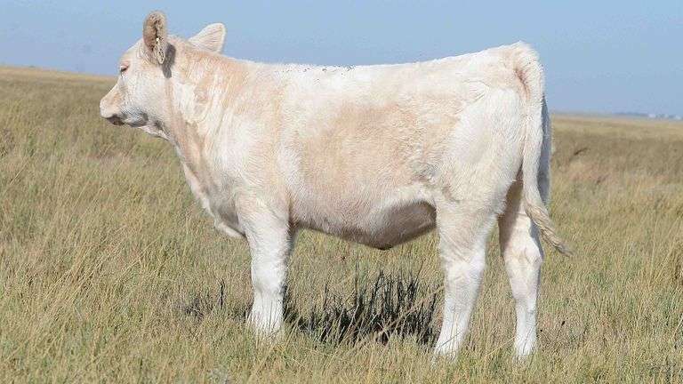 LOT 23 HEIFER