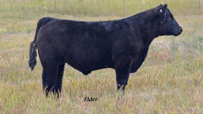 TAG 3 STEER