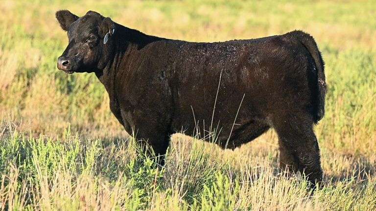 LOT 72 STEER