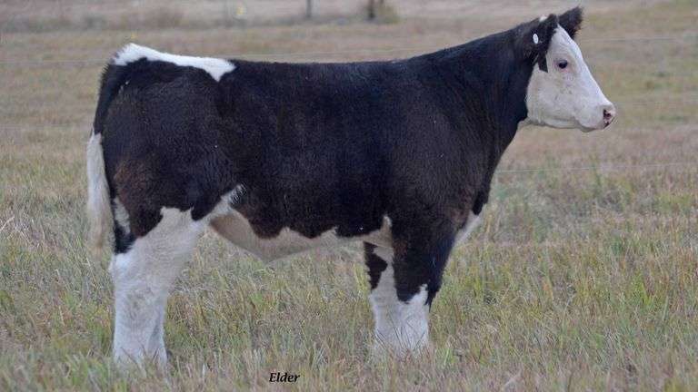 TAG 21 STEER