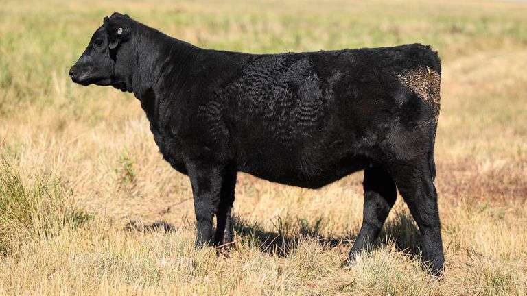 LOT 44 HEIFER