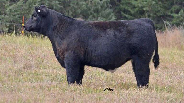 TAG 2 STEER