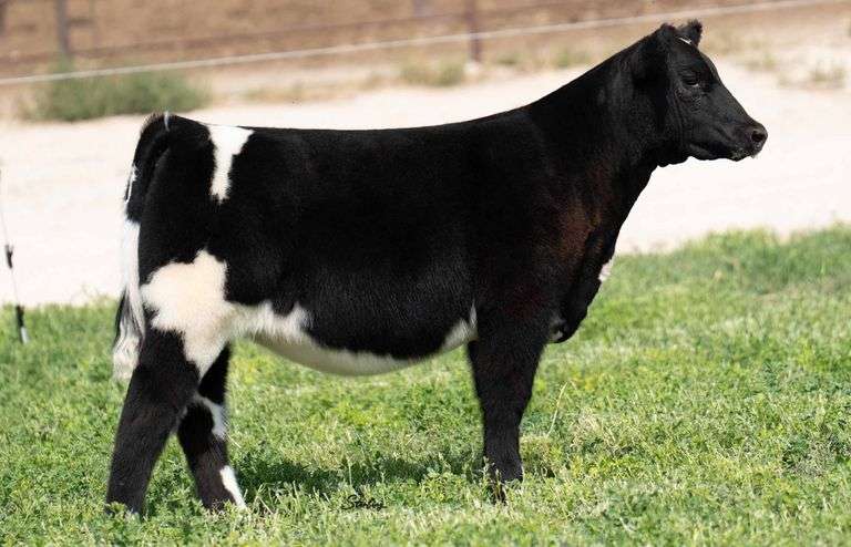 TAG C508 HEIFER