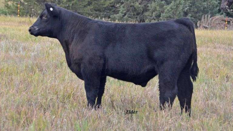 TAG 54 STEER