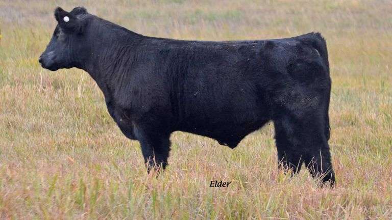 TAG 63 STEER