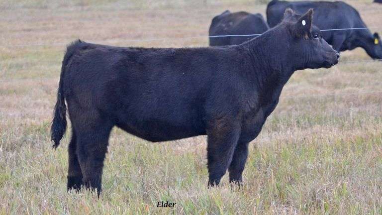 TAG 22 HEIFER