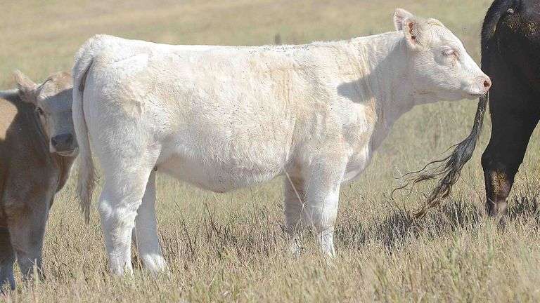 LOT 8 HEIFER