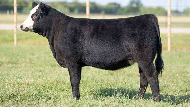 TAG 194 HEIFER