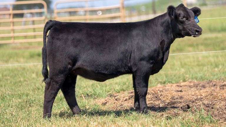 TAG 209 HEIFER