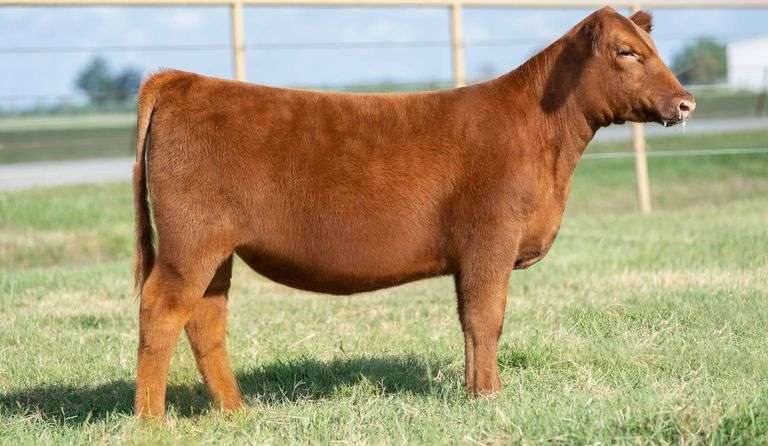 TAG 205 HEIFER