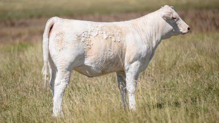 LOT 13 HEIFER