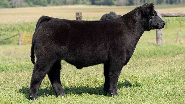 TAG 709 STEER